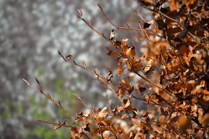 Přečtete si více ze článku Podzim na jaře :-)