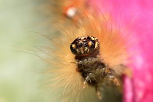 Přečtete si více ze článku Bekyně vrbová