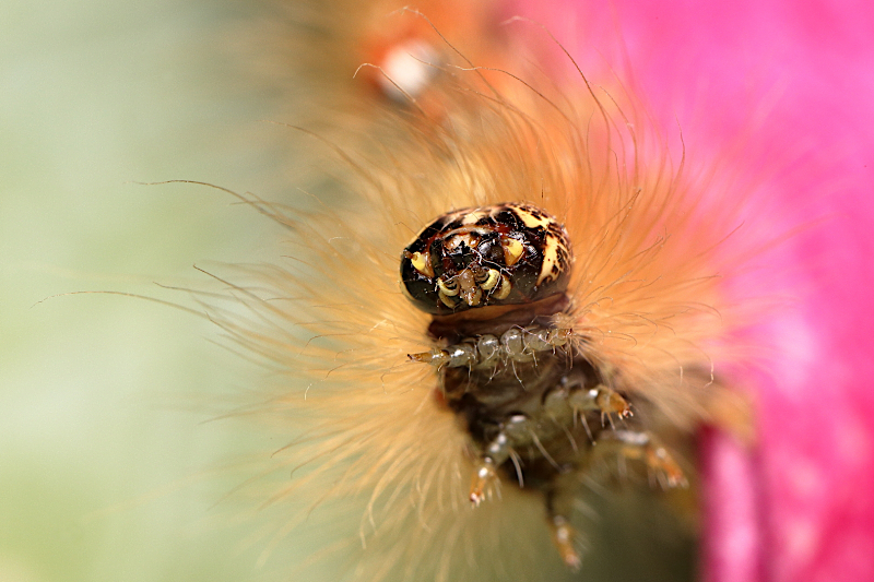 Bekyně vrbová (Leucoma salicis)