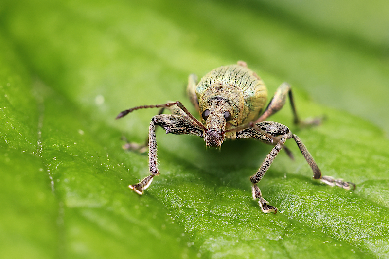 Listohlod žahavkový (Phyllobius pomaceus)