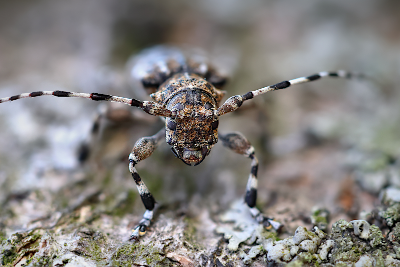 Spořec šedý (Aegomorphus clavipes) 