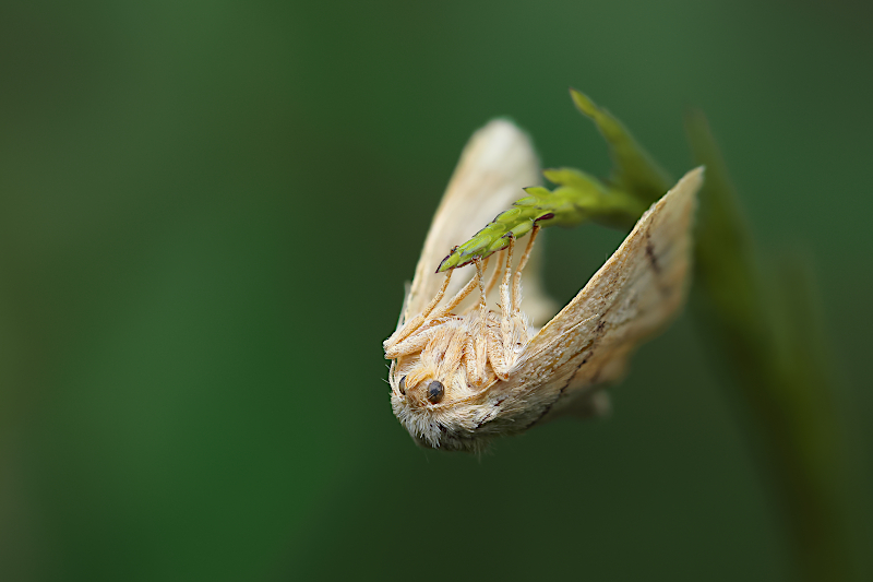 Píďalka lesní (Operophtera fagata)