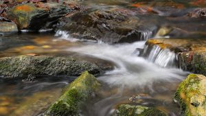 Přečtete si více ze článku Račinka