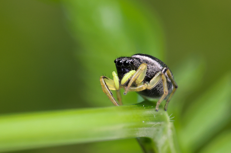 Skákavka lesklá (Heliophanus dubius)