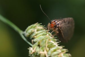 Přečtete si více ze článku Strumičník zlatooký