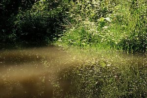 Přečtete si více ze článku Jezírko