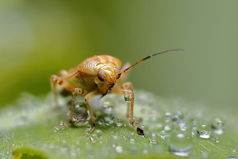Klopuška červená (Pantilius tunicatus)