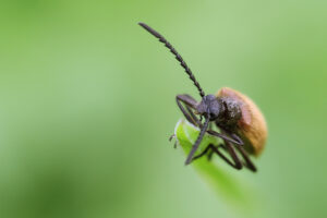 Přečtete si více ze článku Měkkokrovečník huňatý