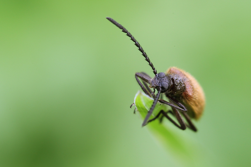 Měkkokrovečník huňatý (Lagria hirta)