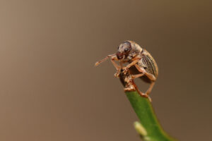 Přečtete si více ze článku Listopas Stephensův?