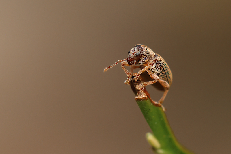 Listopas (Polydrusus marginatus Stephens)