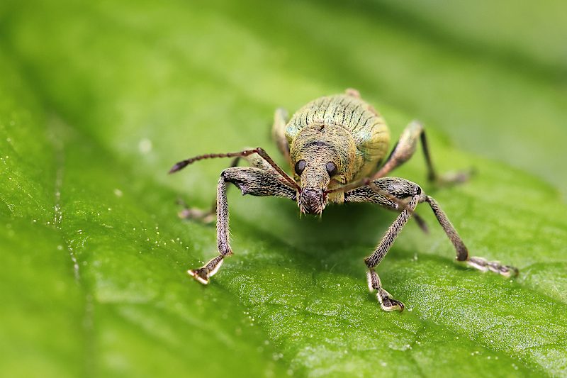 Listohlod žahavkový (Phyllobius pomaceus)