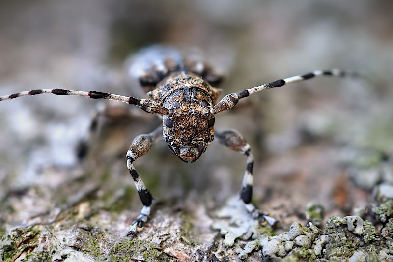 Spořec šedý (Aegomorphus clavipes)