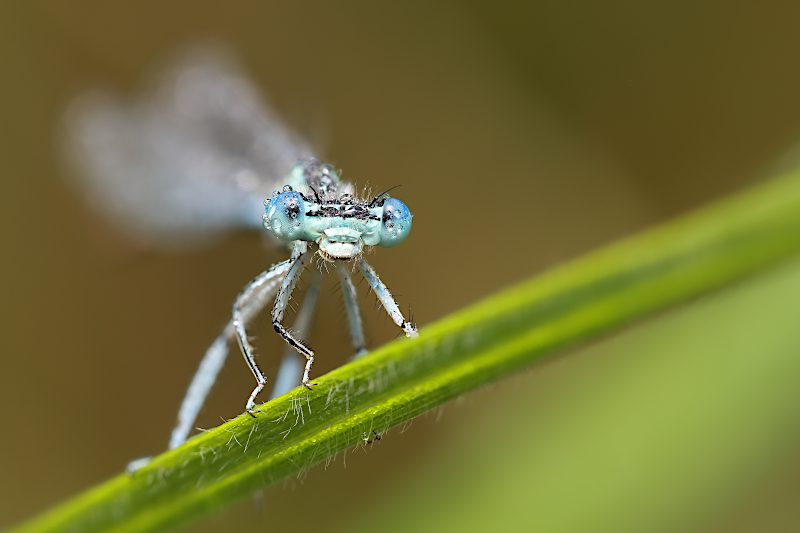 Šidélko brvonohé, sameček (Platycnemis pennipes)