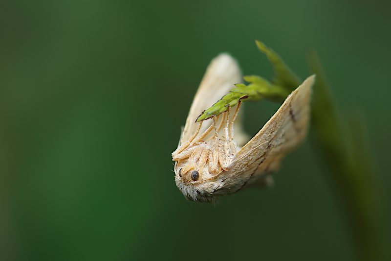 Píďalka lesní (Operophtera fagata)