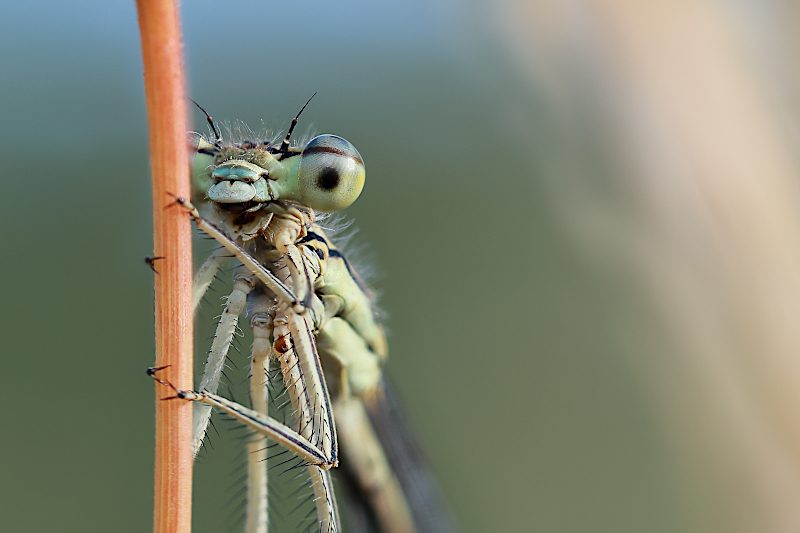 Šidélko brvonohé, samička (Platycnemis pennipes)