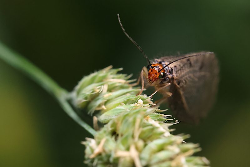 Strumičník zlatooký (Osmylus fulvicephalus)